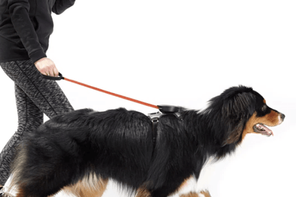Rockworkx Pet Harness with Retractable Leash