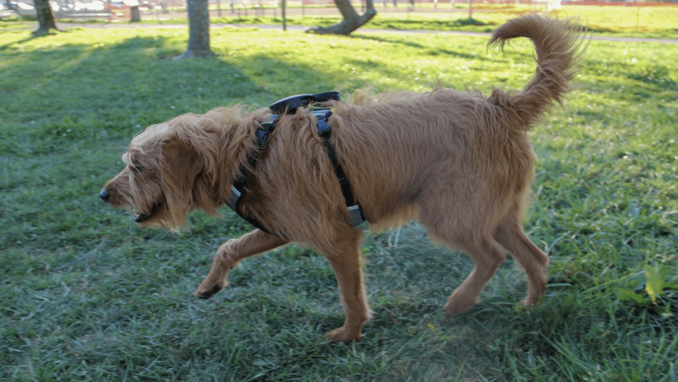 Rockworkx Pet Harness with Retractable Leash