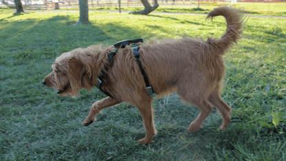 Rockworkx Pet Harness with Retractable Leash
